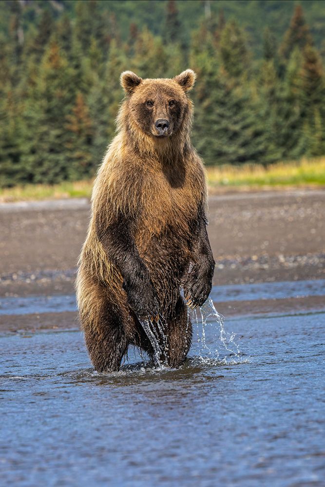 Grizzly bear standing-Lake Clark National Park and Preserve-Alaska art print by Adam Jones for $57.95 CAD
